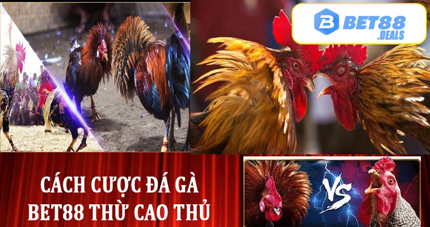 Chia sẻ cách cược đá gà bet88 thừ cao thủ